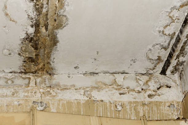 Best Mold removal after water damage  in Erda, UT